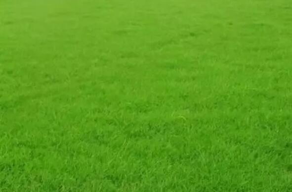 人造草坪的草毛形状有哪些，有什么区别？